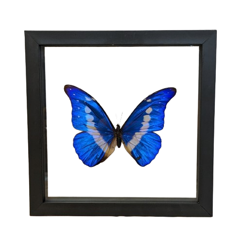 Morpho Rhetenor Butterfly Wall Art