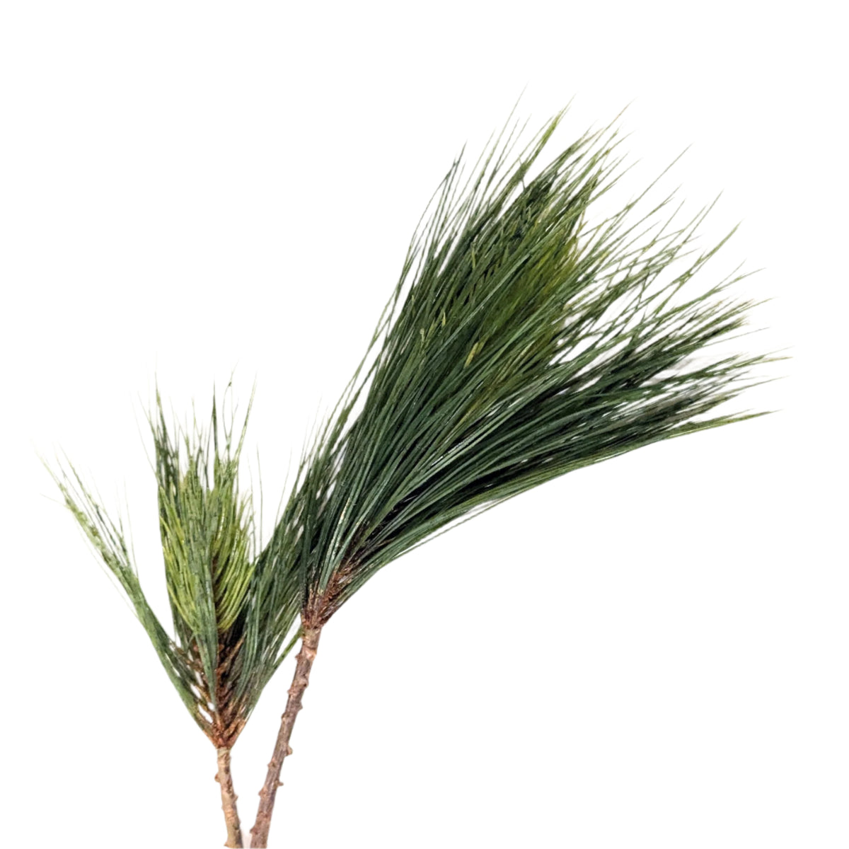 Long Needle Pine