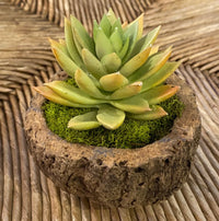 Mayan Coconut w/ Faux Succulent