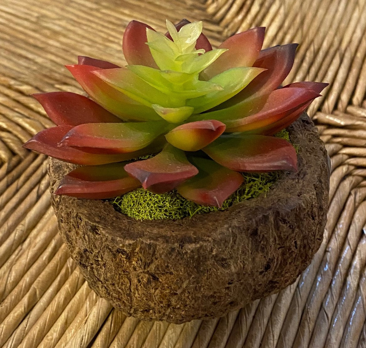 Mayan Coconut w/ Faux Succulent