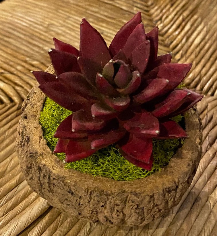 Mayan Coconut w/ Faux Succulent