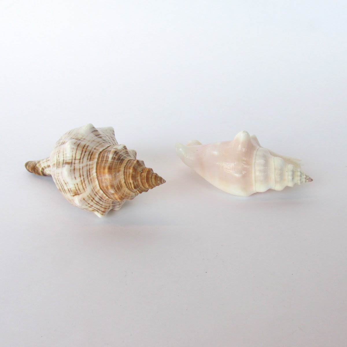 Shell