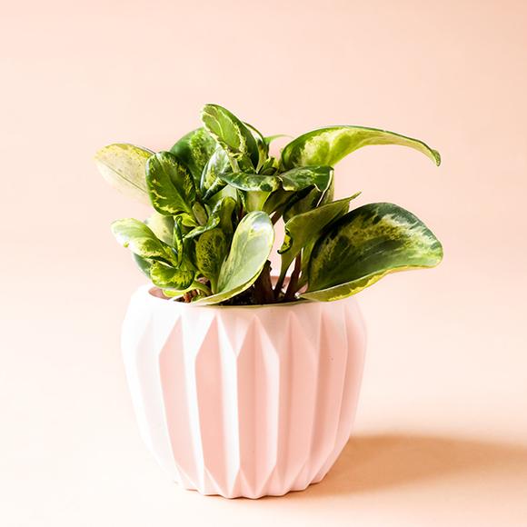 Pale Pink Matte Fluted Pot