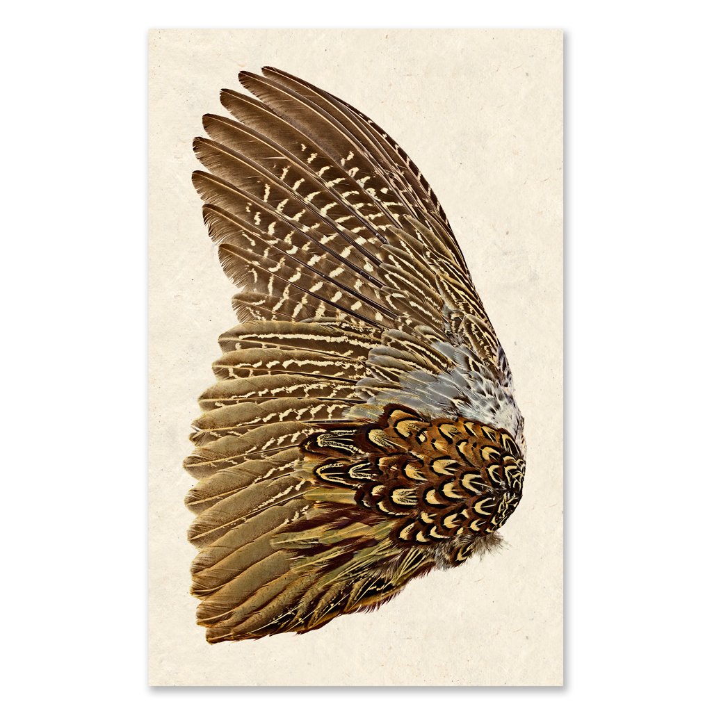 Ring Neck Pheasant Wing 40" x 60" Art on Natural Paper