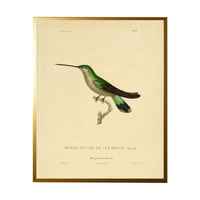 Antique Curiosities Hummingbird Vintage Print Wall Art