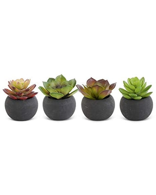 Small Succulent in Black Pot